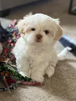 Biscuit, a female Shih Tzu for sale in Starkville, MS – Photo 1 of 7