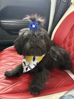 Teddy Bear, a male Shih Tzu for sale in Starkville, MS – Photo 10 of 10