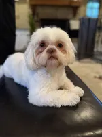 Roulette, a female Shih Tzu for sale in Starkville, MS – Photo 7 of 8