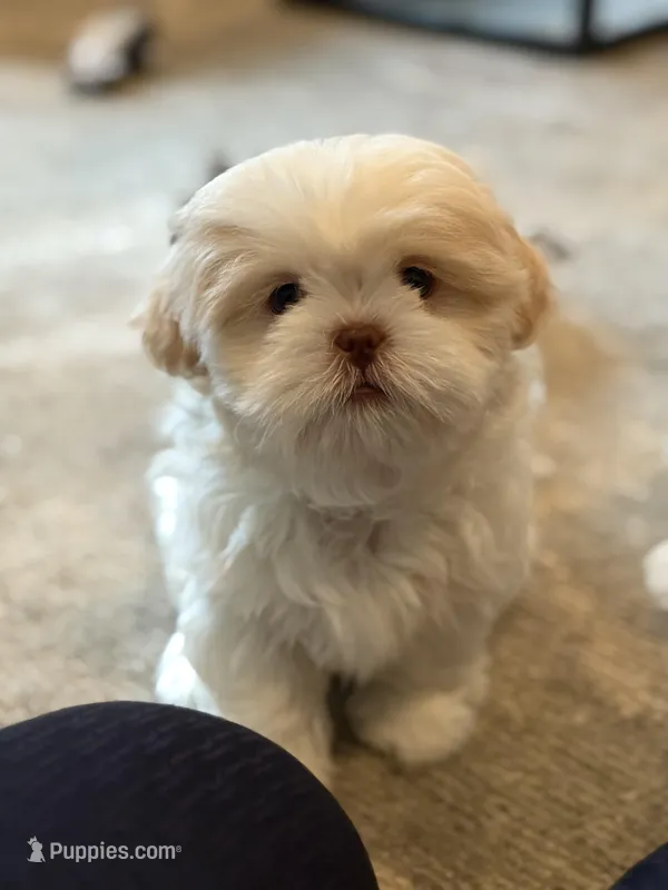 Roulette – Shih Tzu puppy for sale in Starkville, MS
