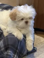 Roulette, a female Shih Tzu for sale in Starkville, MS – Photo 4 of 8
