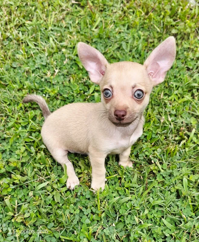 Loki – Chihuahua puppy for sale in Hollywood, FL
