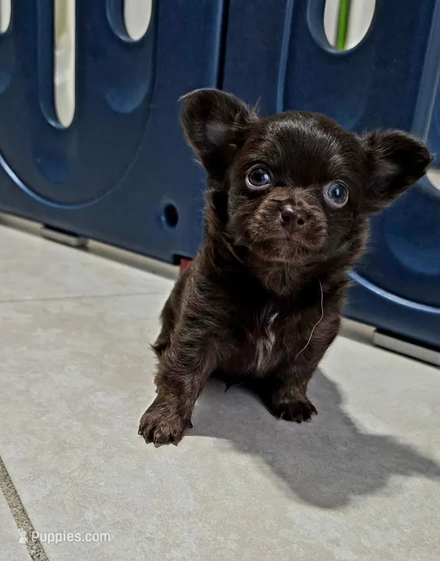 Luffy – Chihuahua puppy for sale in Hollywood, FL