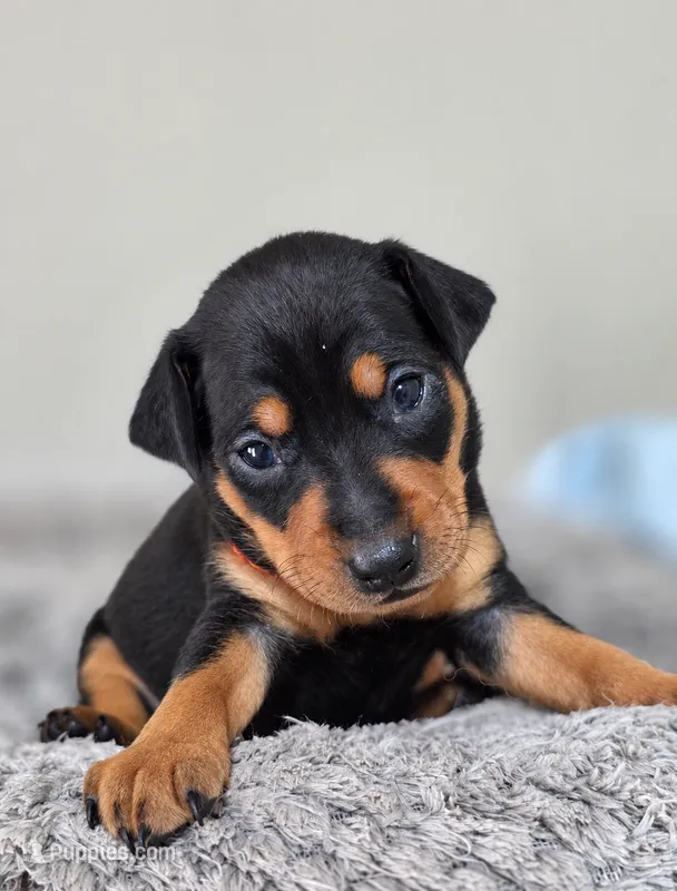 Orange – Miniature Pinscher puppy for sale in Hollywood, FL