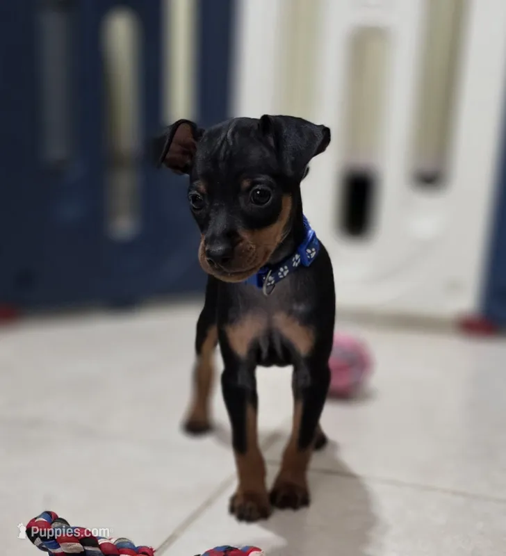 Blue – Miniature Pinscher puppy for sale in Hollywood, FL
