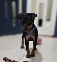 Blue, a male Miniature Pinscher for sale in Hollywood, FL – 3 of 10
