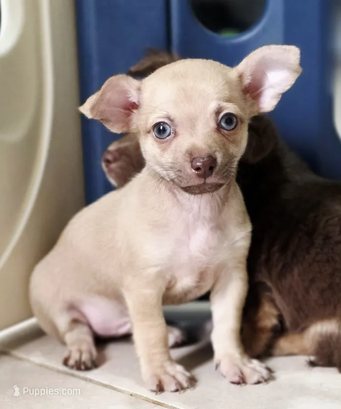 Loki – Chihuahua puppy for sale in Hollywood, FL