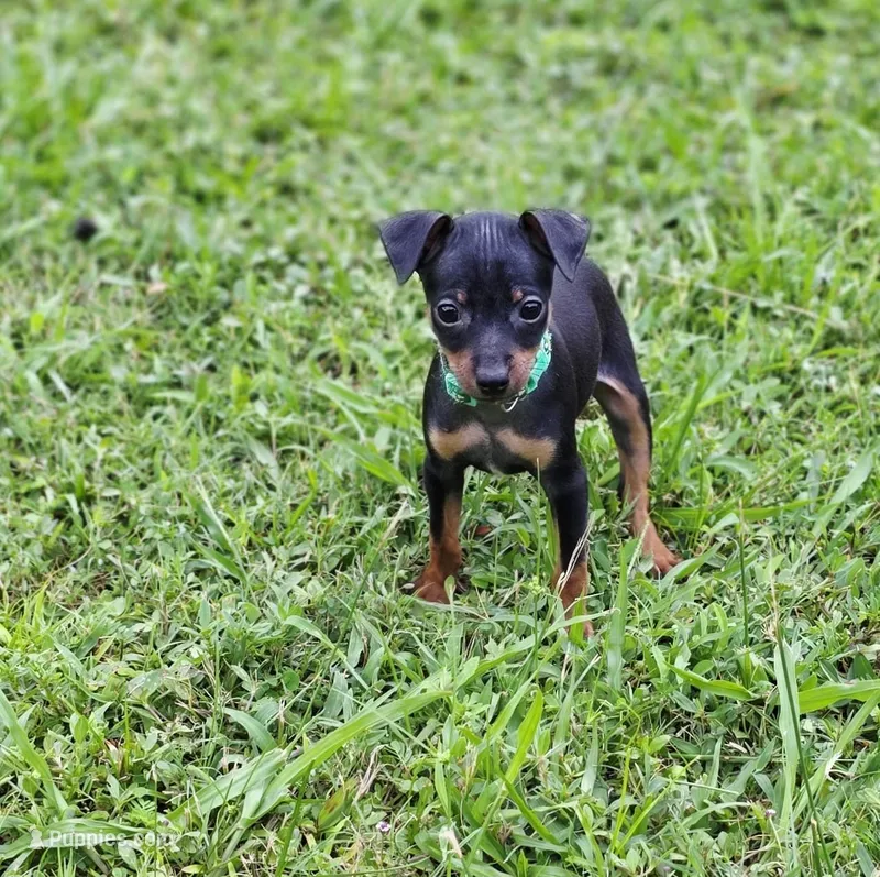 Green – Miniature Pinscher puppy for sale in Hollywood, FL