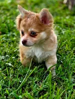 Zoro, a male Chihuahua for sale in Hollywood, FL – 2 of 10
