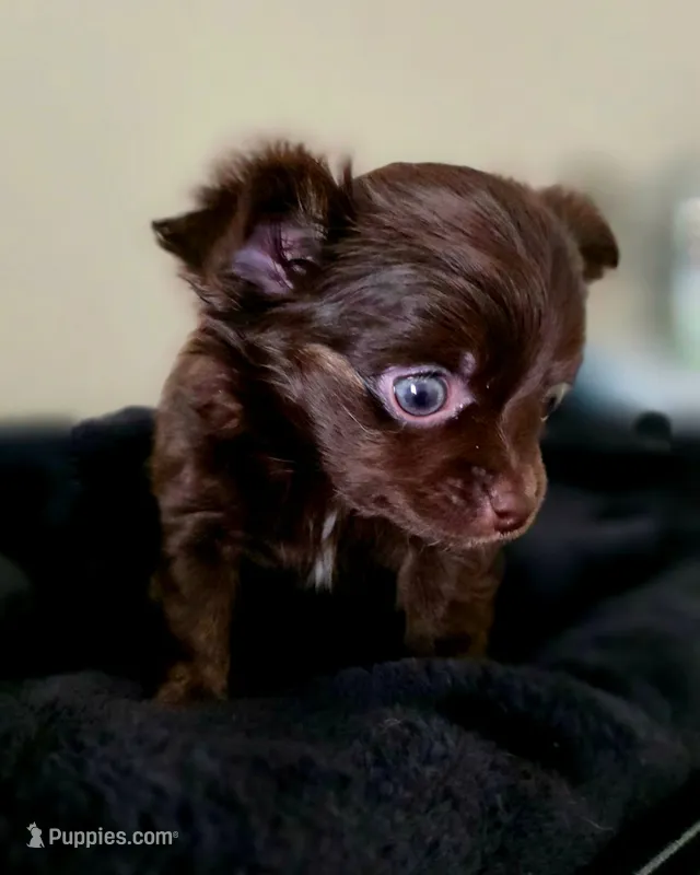 Luffy – Chihuahua puppy for sale in Hollywood, FL