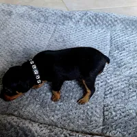 Black, a male Miniature Pinscher for sale in Hollywood, FL – Photo 6 of 10