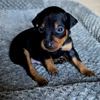 Black, a male Miniature Pinscher for sale in Hollywood, FL – Photo 5 of 10