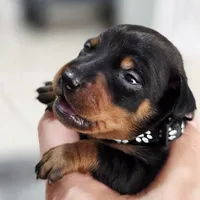 Black, a male Miniature Pinscher for sale in Hollywood, FL – Photo 7 of 10