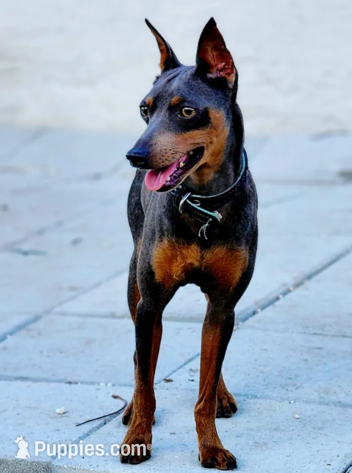 processed/cc3981e1-b02e-4175-b444-8df5a289f032/listing/1126a1cf-d36f-4ee0-af06-aced62eeb9f5/6ba90a10-7411-42fc-a1da-0907bc912192