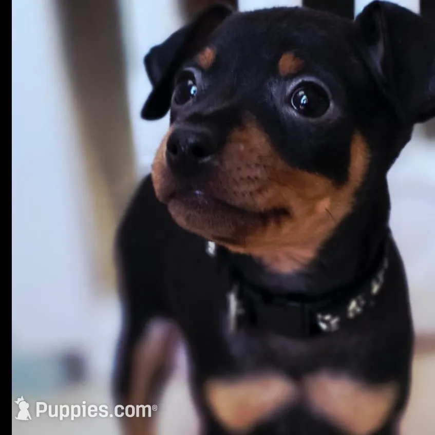 Black – Miniature Pinscher puppy for sale in Hollywood, FL