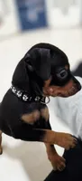 Black, a male Miniature Pinscher for sale in Hollywood, FL – Photo 4 of 10