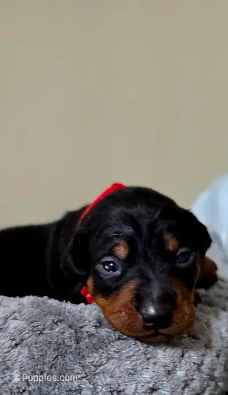 Red – Miniature Pinscher puppy for sale in Hollywood, FL