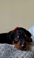 Red, a male Miniature Pinscher for sale in Hollywood, FL – 1 of 5