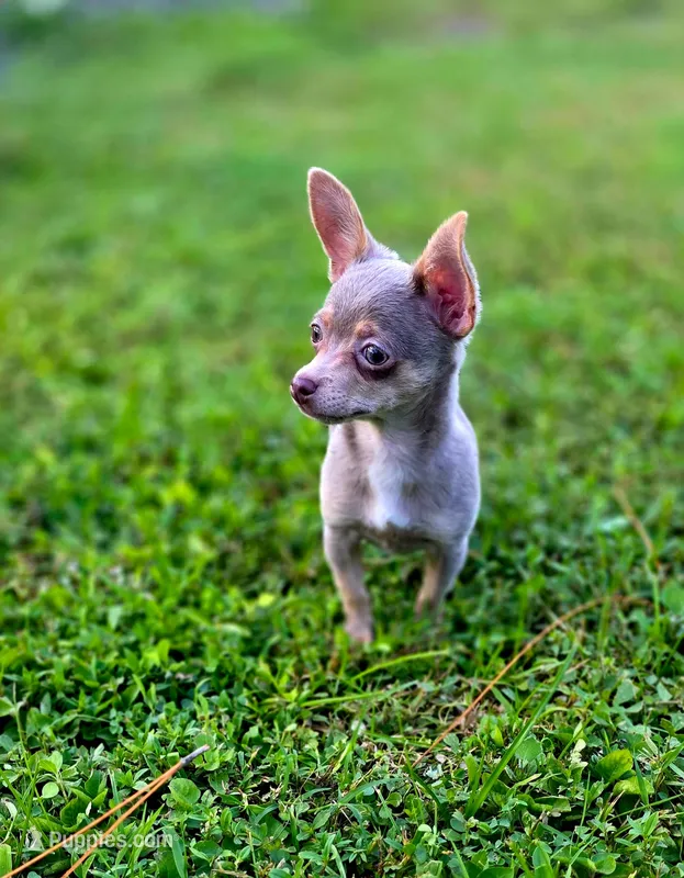 Simba – Chihuahua puppy for sale in Hollywood, FL
