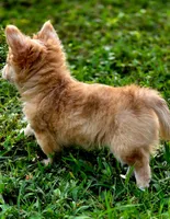 Zoro, a male Chihuahua for sale in Hollywood, FL – 3 of 10