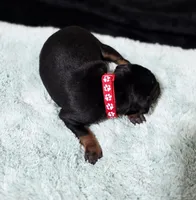 Red, a male Miniature Pinscher for sale in Hollywood, FL – Photo 4 of 6