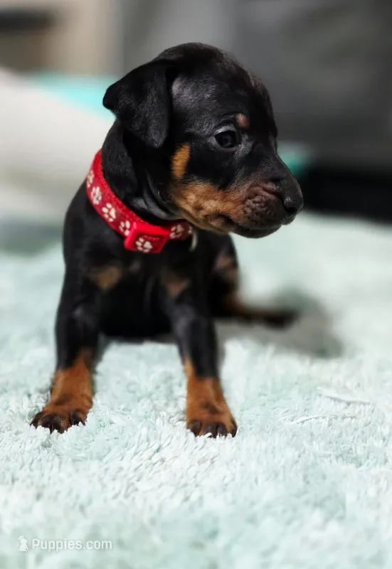 Red – Miniature Pinscher puppy for sale in Hollywood, FL