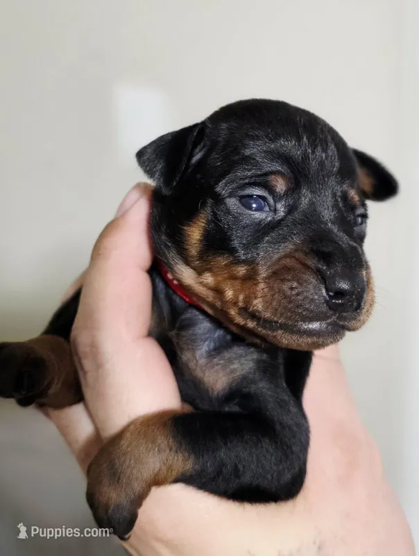 Red – Miniature Pinscher puppy for sale in Hollywood, FL