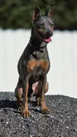 Red, a male Miniature Pinscher for sale in Hollywood, FL – Photo 6 of 6