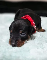 Red, a male Miniature Pinscher for sale in Hollywood, FL – Photo 3 of 6