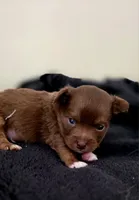 Thor, a male Chihuahua for sale in Hollywood, FL – 2 of 4
