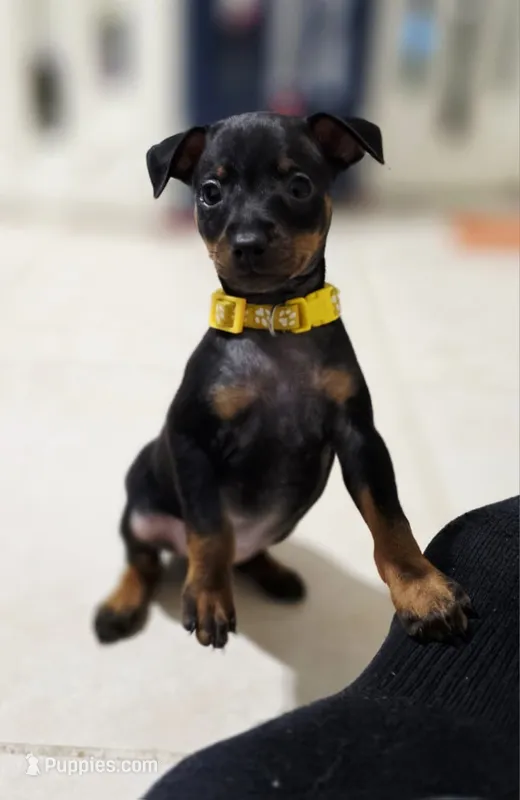 Yellow – Miniature Pinscher puppy on hold in Hollywood, FL