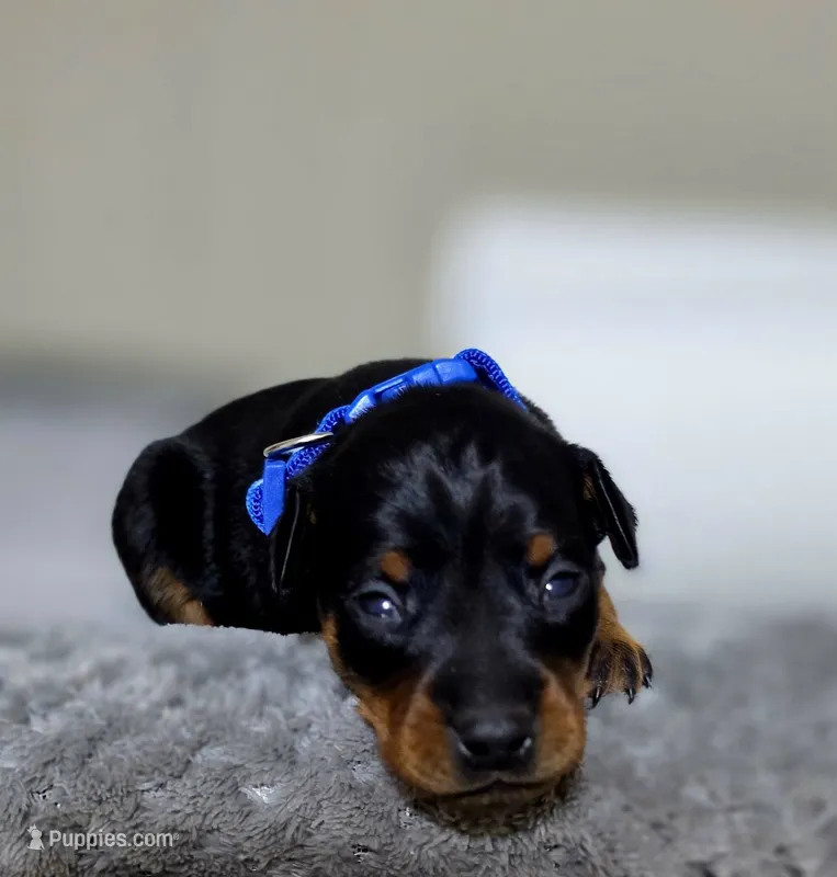 Blue – Miniature Pinscher puppy for sale in Hollywood, FL