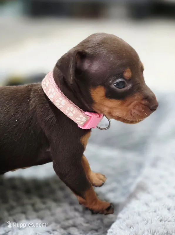 Pink – Miniature Pinscher puppy for sale in Hollywood, FL