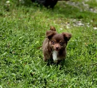 Thor, a male Chihuahua for sale in Hollywood, FL – 2 of 10