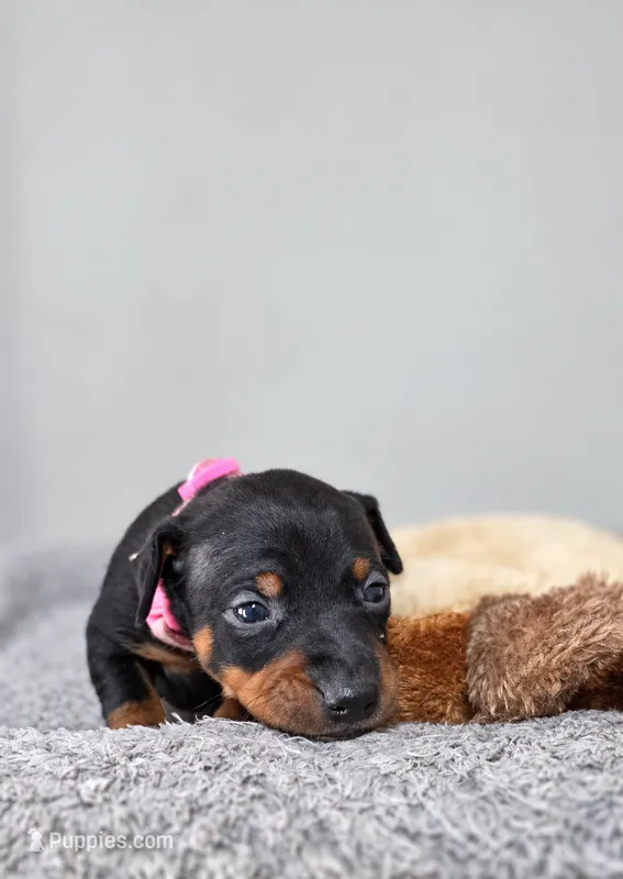 Pink – Miniature Pinscher puppy for sale in Hollywood, FL