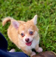Zoro, a male Chihuahua for sale in Hollywood, FL – 10 of 10