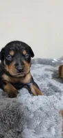 Orange, a male Miniature Pinscher for sale in Hollywood, FL – 3 of 5