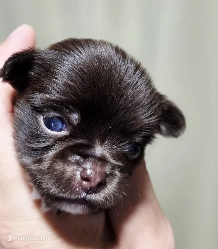 Bella – Chihuahua puppy for sale in Hollywood, FL