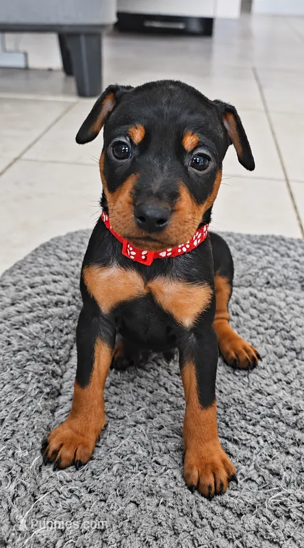 Red – Miniature Pinscher puppy for sale in Hollywood, FL