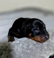 Sage, a female Miniature Pinscher for sale in Hollywood, FL – 3 of 5