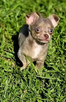 Simba, a male Chihuahua for sale in Hollywood, FL – 5 of 10