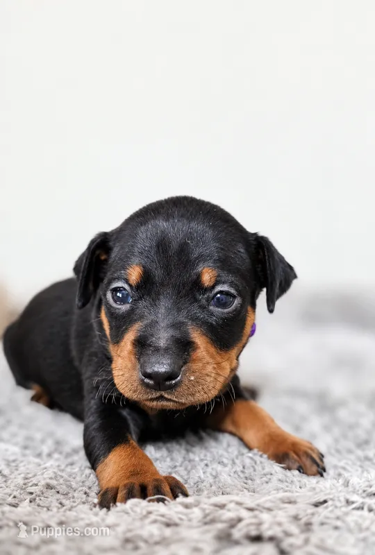Purple – Miniature Pinscher puppy for sale in Hollywood, FL