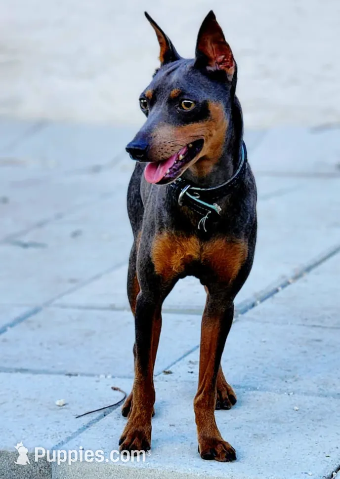 processed/cc3981e1-b02e-4175-b444-8df5a289f032/listing/2bc66551-0692-42ff-a6c0-029e903a070e/d2970001-35b7-4fe4-8475-36546123d12f