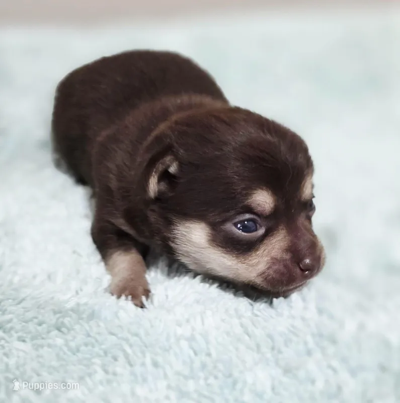 Nala – Chihuahua puppy for sale in Hollywood, FL