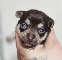 Nala, a female Chihuahua for sale in Hollywood, FL – 2 of 4