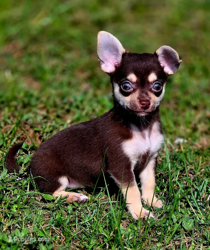 Nala – Chihuahua puppy for sale in Hollywood, FL