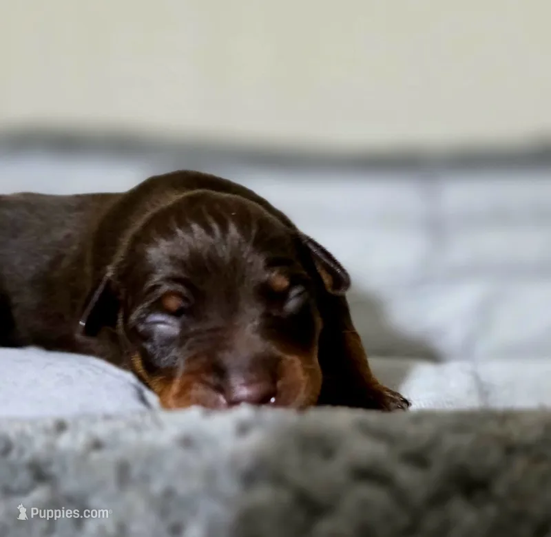 Pink – Miniature Pinscher puppy for sale in Hollywood, FL
