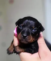 Pink, a female Miniature Pinscher for sale in Hollywood, FL – Photo 2 of 6