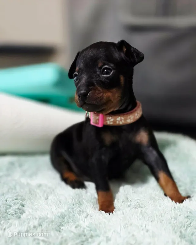 Pink – Miniature Pinscher puppy for sale in Hollywood, FL