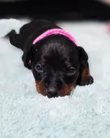 Pink, a female Miniature Pinscher for sale in Hollywood, FL – Photo 4 of 6